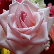 Схема вышивки «роза»