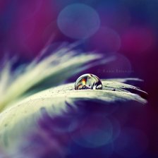 капелька росы