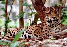 Схема вышивки «Леопард»