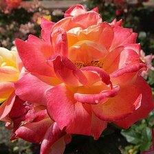 Схема вышивки «роза»