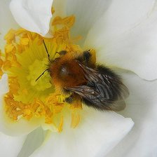 Схема вышивки «пчела»