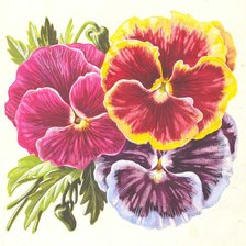 Схема вышивки «Анютины глазки»