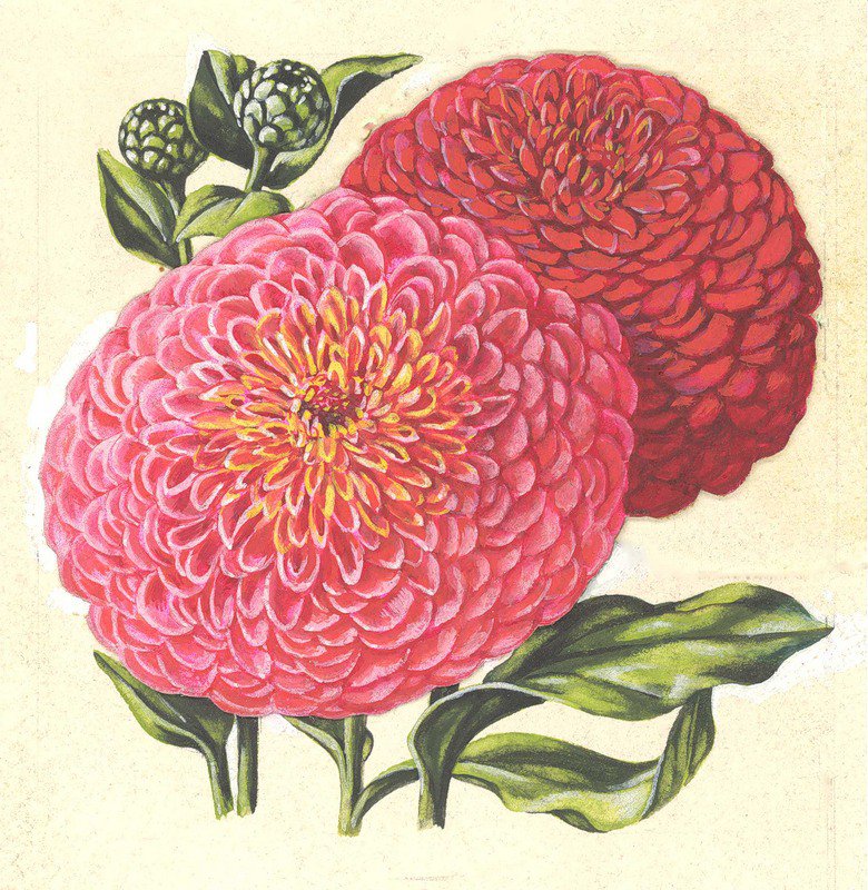 Цинния - живопись, цветы - оригинал