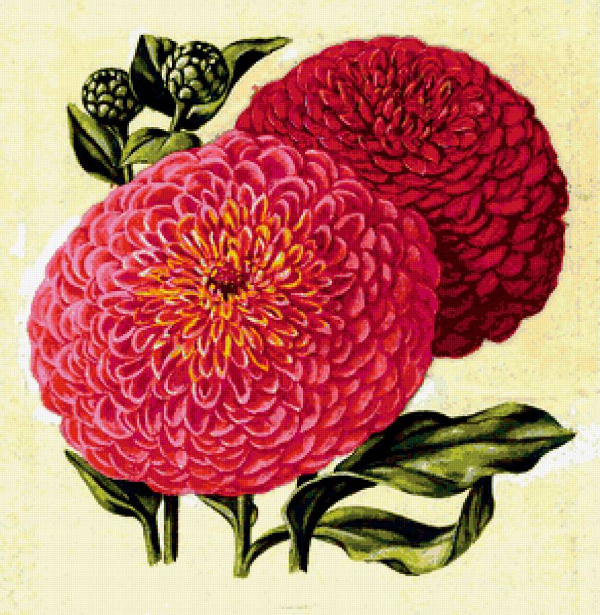 Цинния - цветы, живопись - предпросмотр