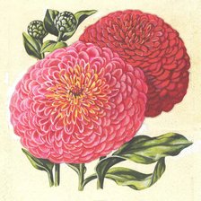 Схема вышивки «Цинния»