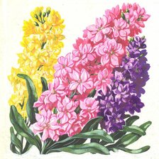 Схема вышивки «Маттиола»