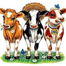 Схема вышивки «Буренки»