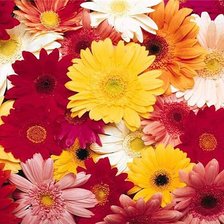 Схема вышивки «Подушка»