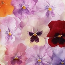 Схема вышивки «Подушка»