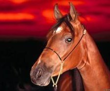 Схема вышивки «лошадь»