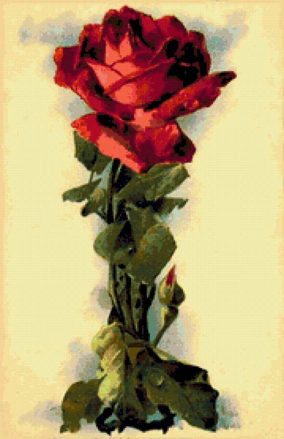 Красная роза - роза - предпросмотр