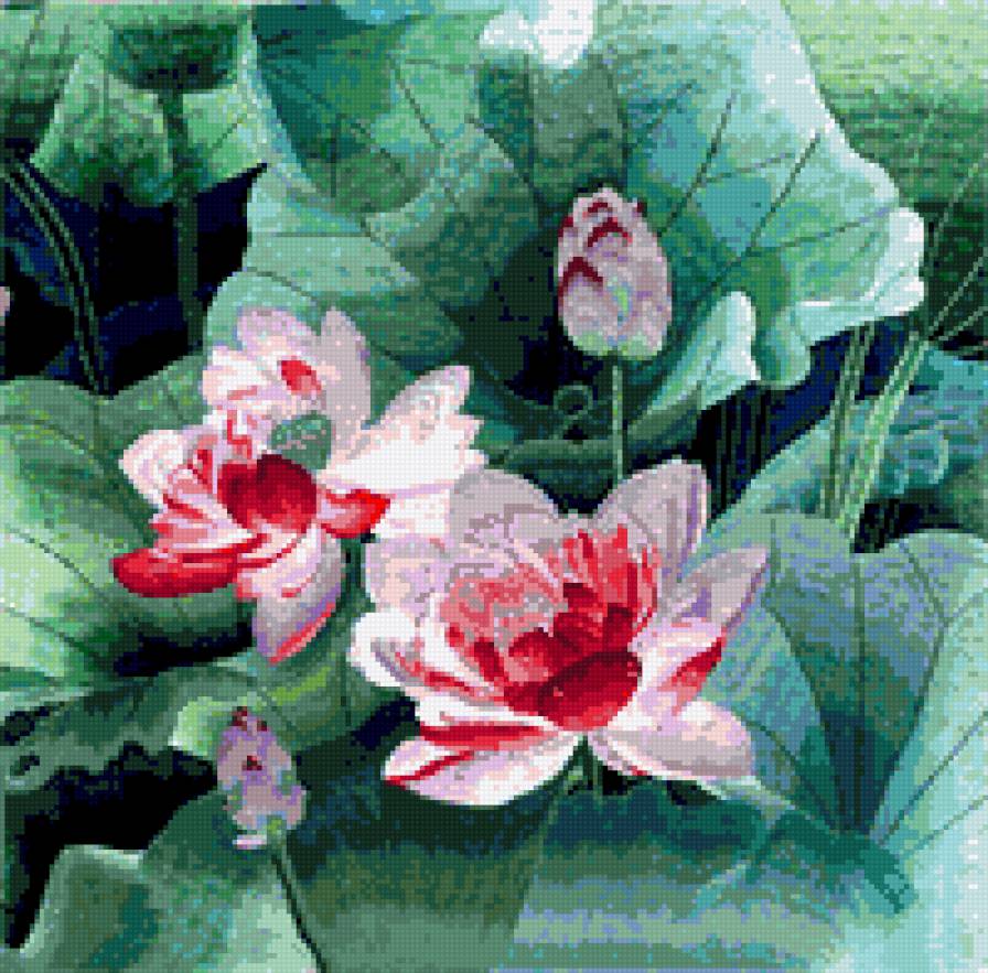 Лотос - лотос, цветы - предпросмотр