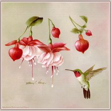 Схема вышивки «калибри и фуксии»