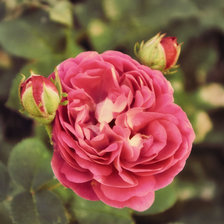 Схема вышивки «Роза»