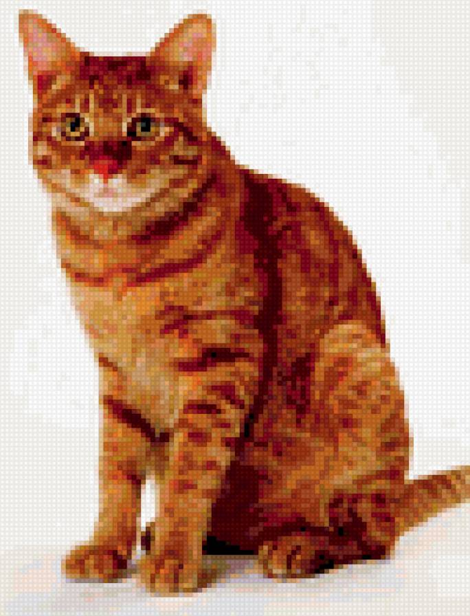 Рыжий кот - предпросмотр