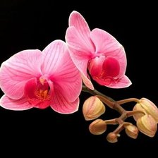 Схема вышивки «орхидея»