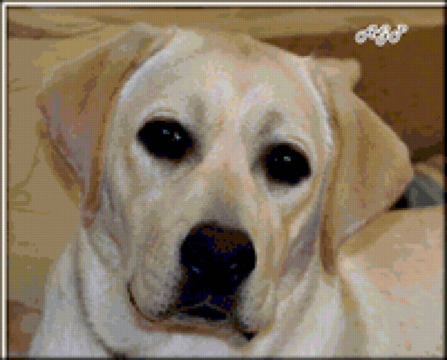 YANTARNAYA DIADEMA - лабрадор - предпросмотр