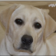 Схема вышивки «YANTARNAYA DIADEMA»