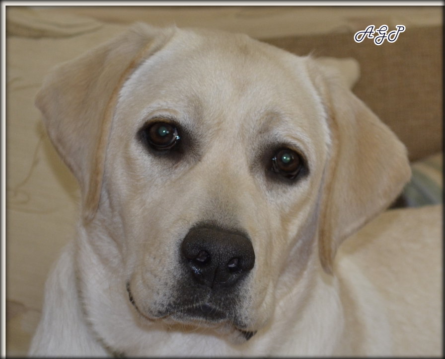 королева - собака - оригинал