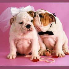 молодожены