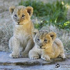 Схема вышивки «Малыши»