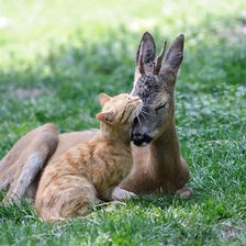 Схема вышивки «Нежность»
