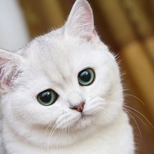 Схема вышивки «Белое чудо»