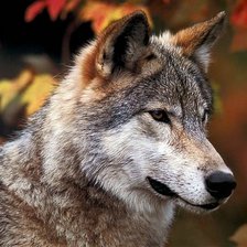 Схема вышивки «Волчица»