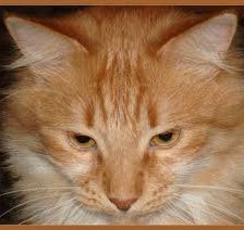 Схема вышивки «Рыжий кот№2»