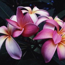 Схема вышивки «Цветы»