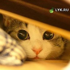 Схема вышивки «А я тебя  вижу! На подушку.»