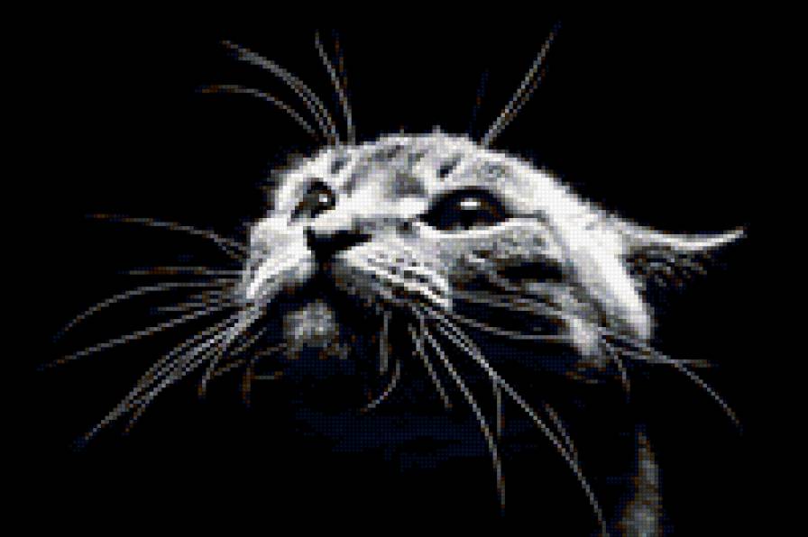 Злюка. - животные, картина, кошка, фотография, кот - предпросмотр