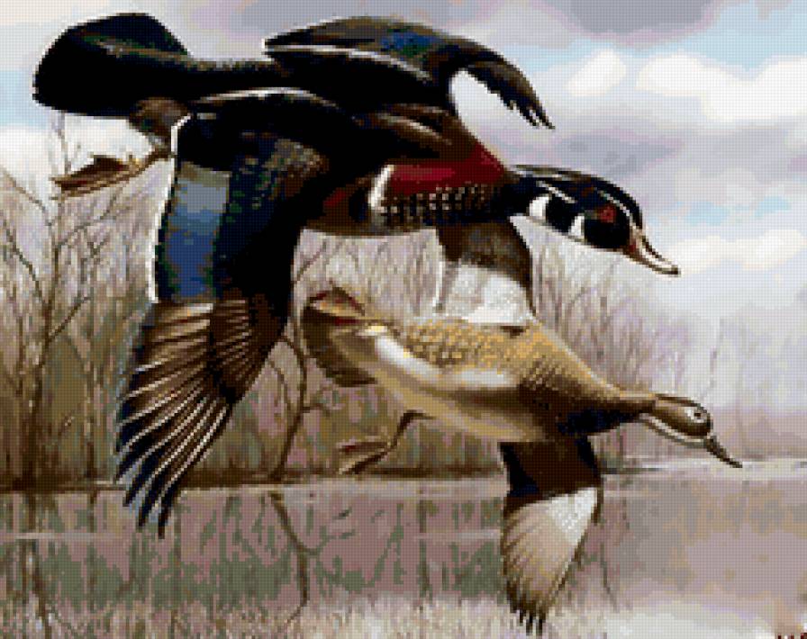 утки - птицы - предпросмотр