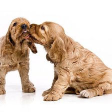 Схема вышивки «щены»