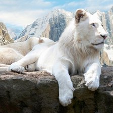 Схема вышивки «Белый лев»