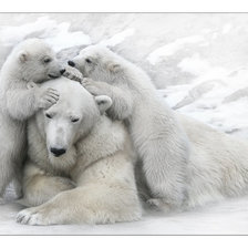 Схема вышивки «белые мишки»