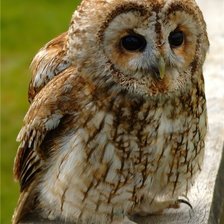 Схема вышивки «филин»