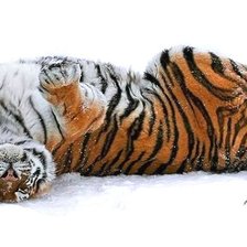 Схема вышивки «тигр»