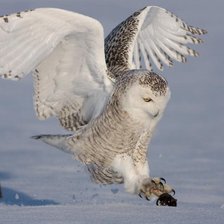 Схема вышивки «белый филин»