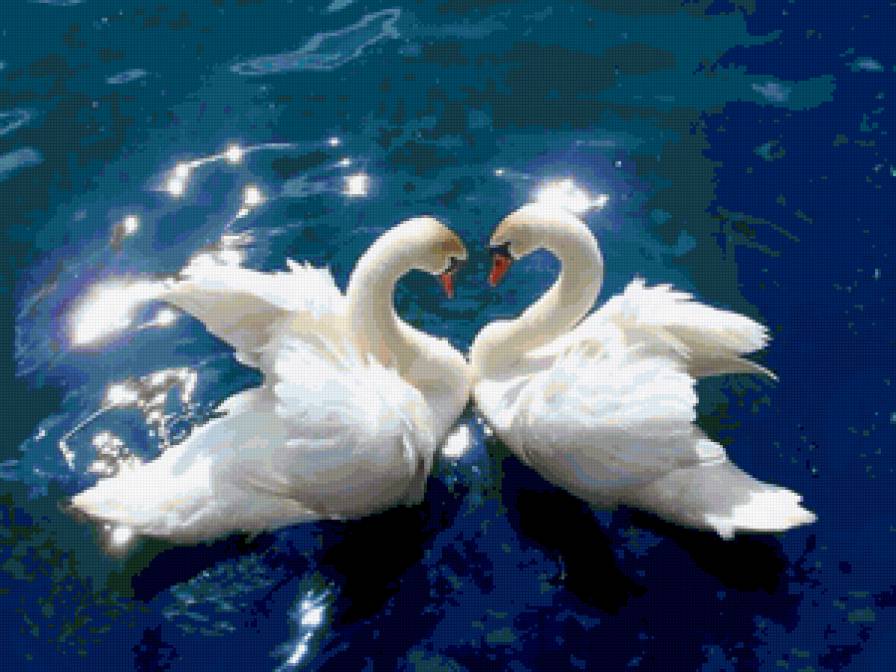 Лебединная верность - лебеди, лебедь, любовь, птицы, грация, красота - предпросмотр