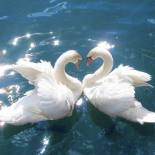 Схема вышивки «Лебединная верность»