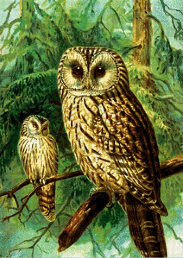 совы - филин, филины, хищные птицы, ночные, сова - предпросмотр