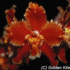 Схема вышивки «орхидея»