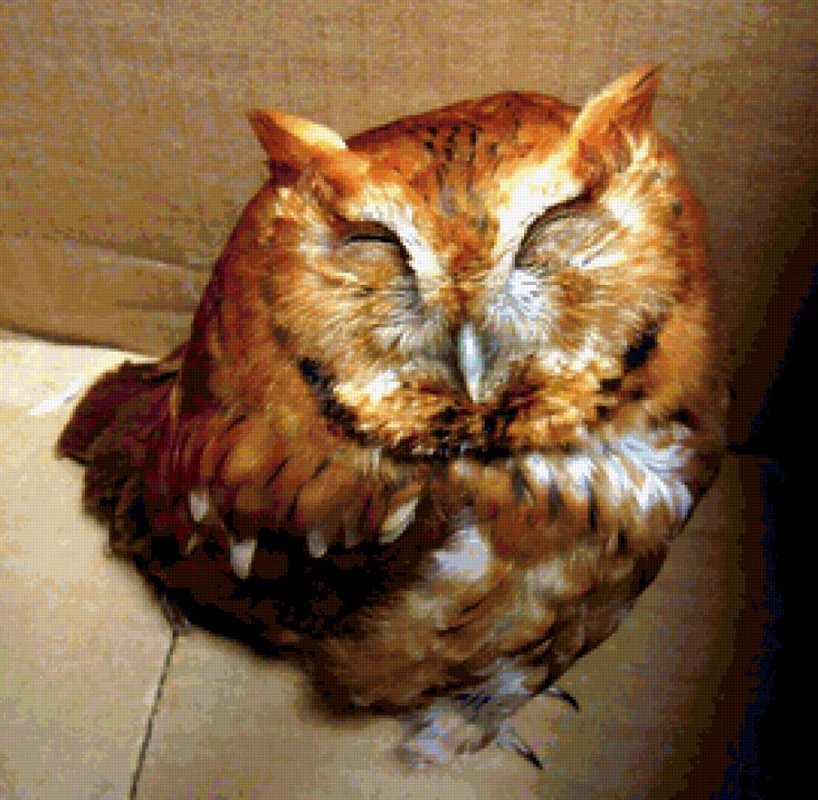 филин - сова, ночные, хищные птицы, совы, филин, филины - предпросмотр