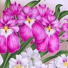 Схема вышивки «№189959»