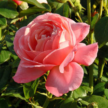 Схема вышивки «РОЗА»