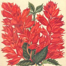 Схема вышивки «Сальвия»