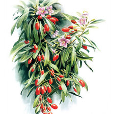 Схема вышивки «Барбарис»