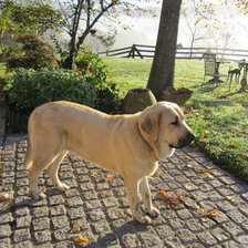 Схема вышивки «pios»