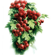 Схема вышивки «ягодки»